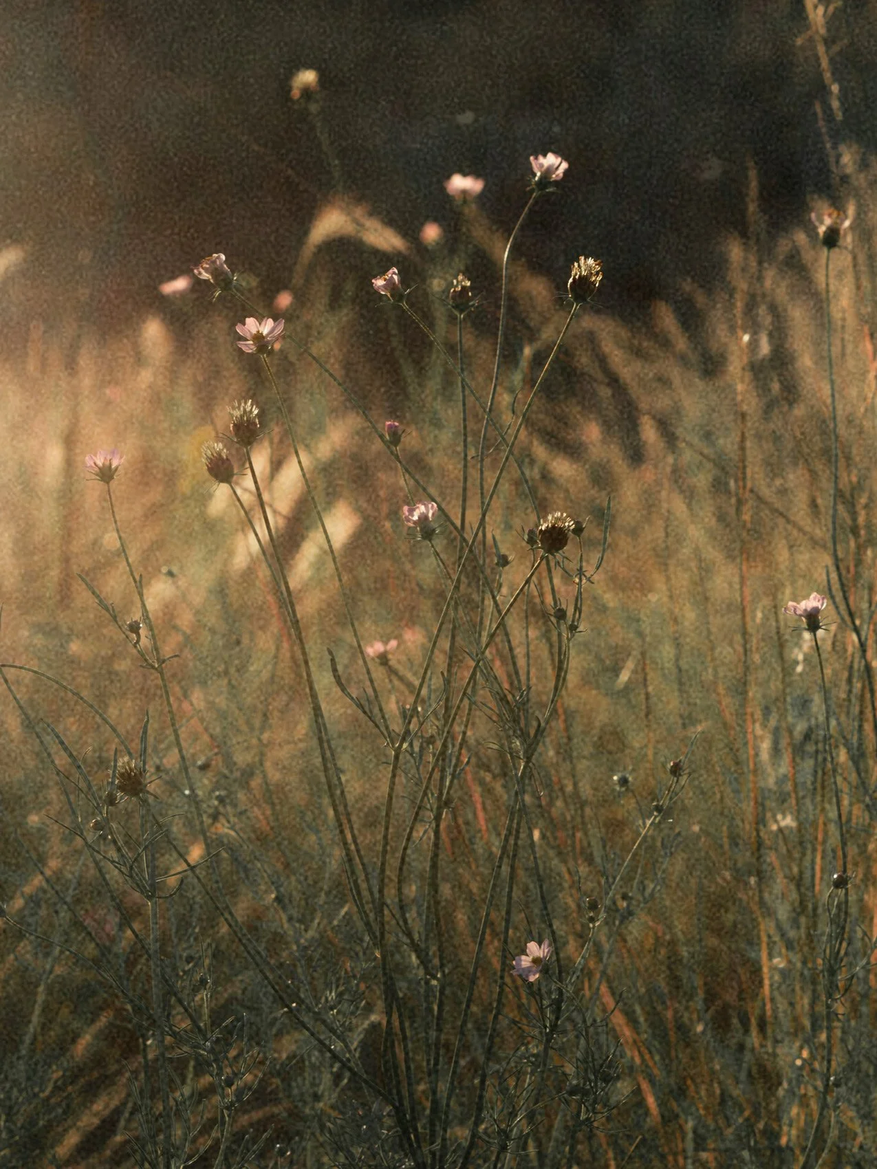 Wildflowers in a field at sunset with backlit sunlight creating a warm glow.
