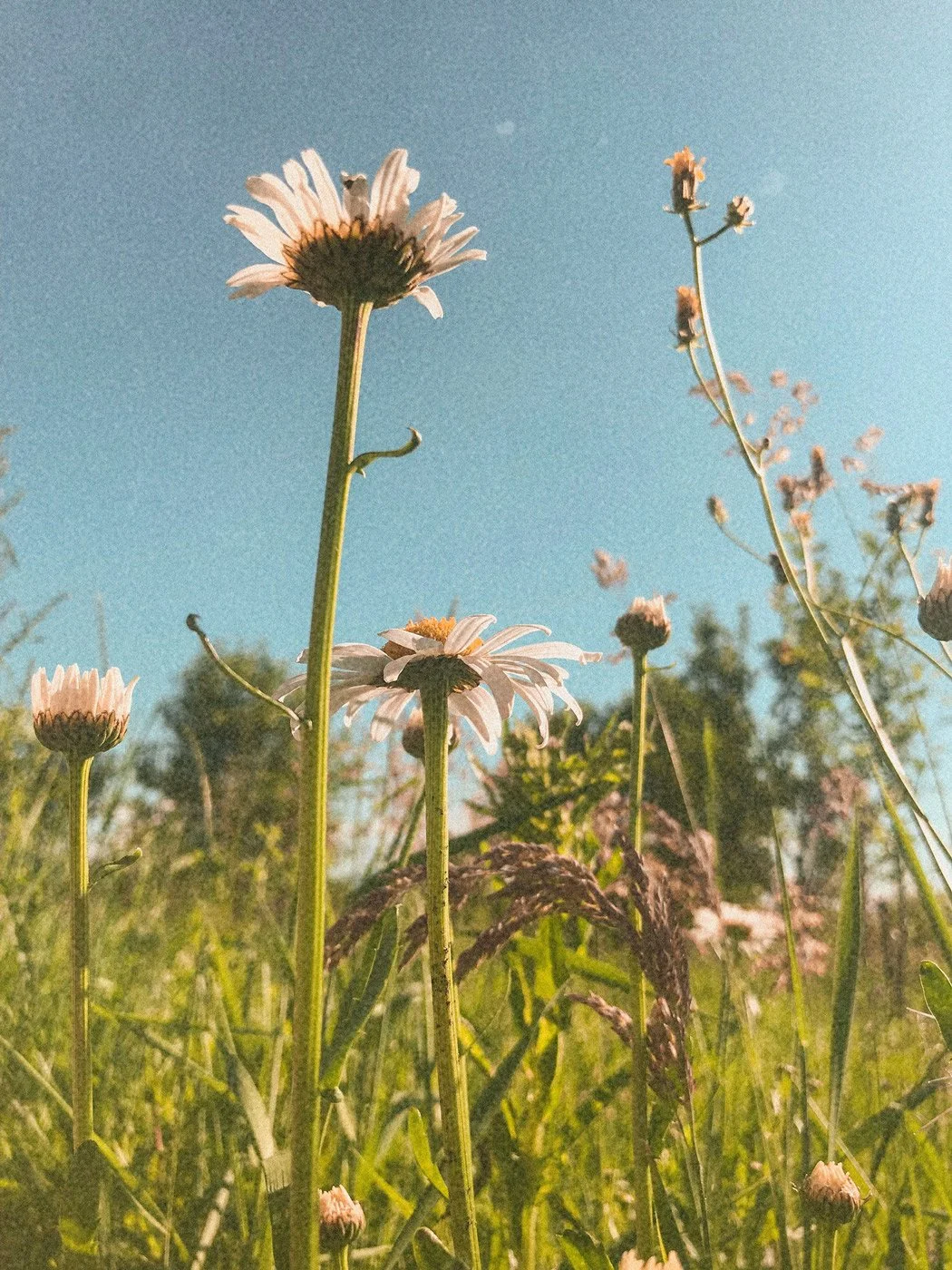 Close-up of white daisy flowers with yellow centers growing in a grassy field under a clear blue sky Newquay in Cornwall .