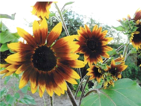 Ornamental Sunflower