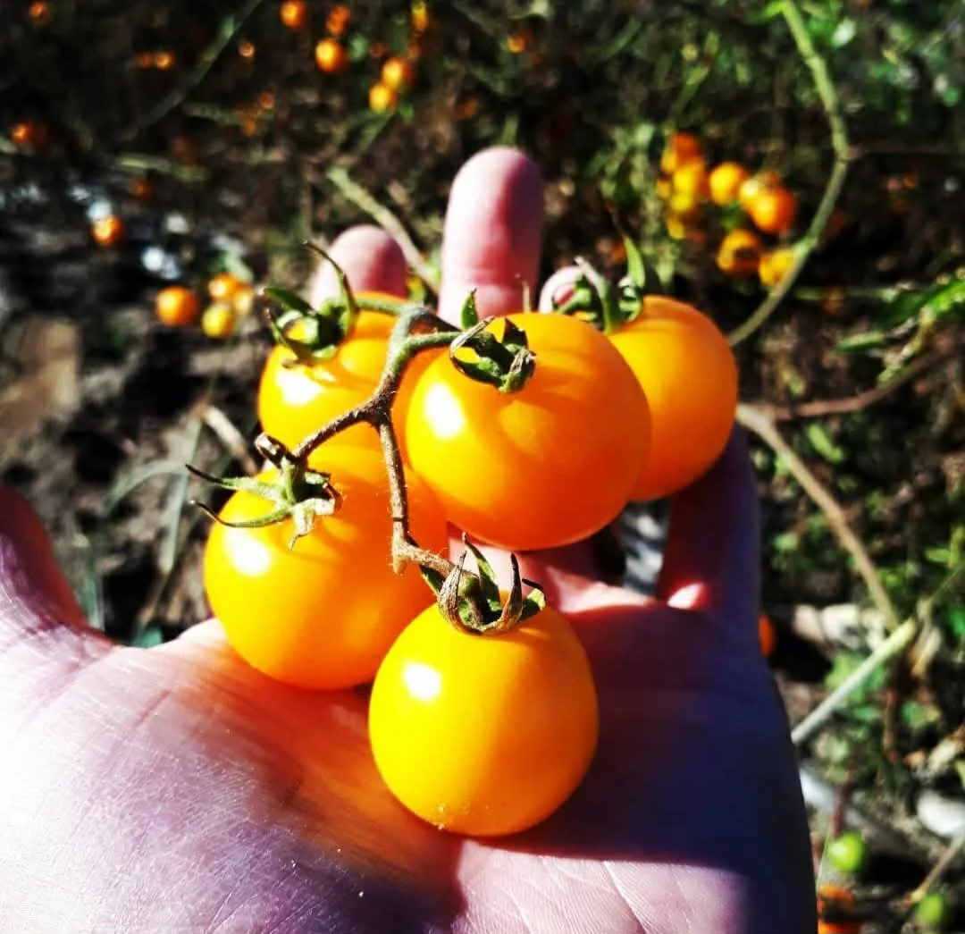 Livingstons Gold Ball.jpg