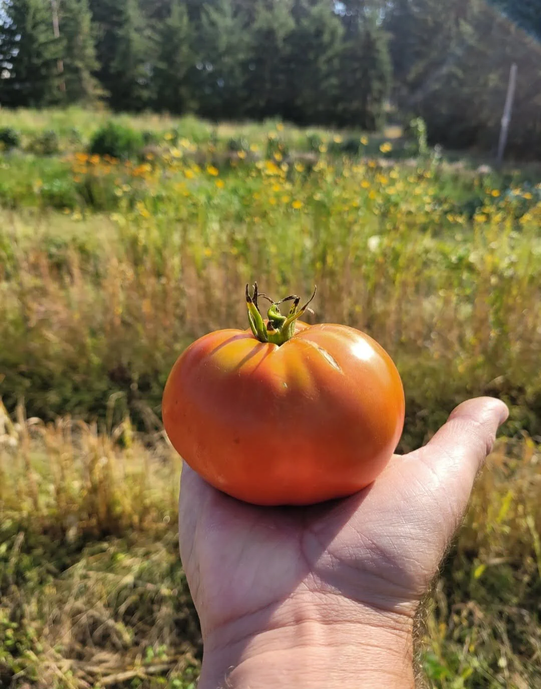 Beefsteak Nepal Tomato