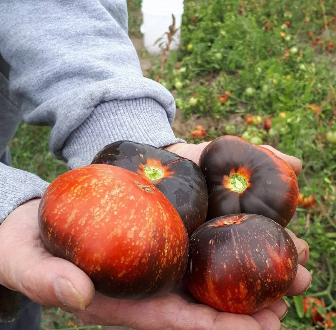 dark galaxy tomato.jpg