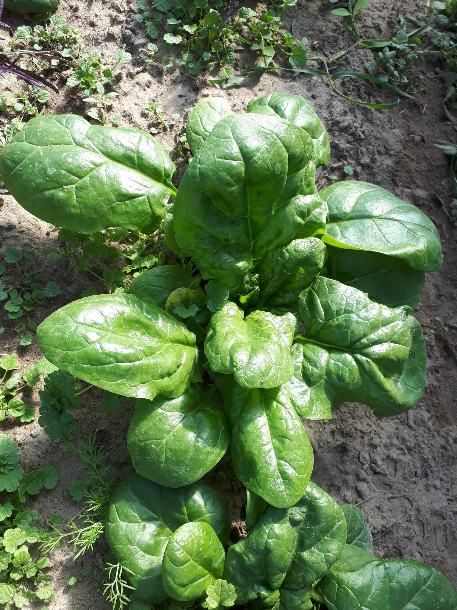 Butterflay Spinach.jpg