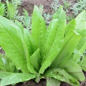 Strela Lettuce