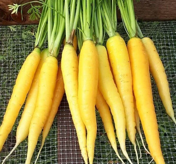Dutch Golden Carrot