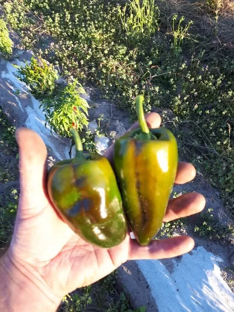 Chocolate Poblano Pepper