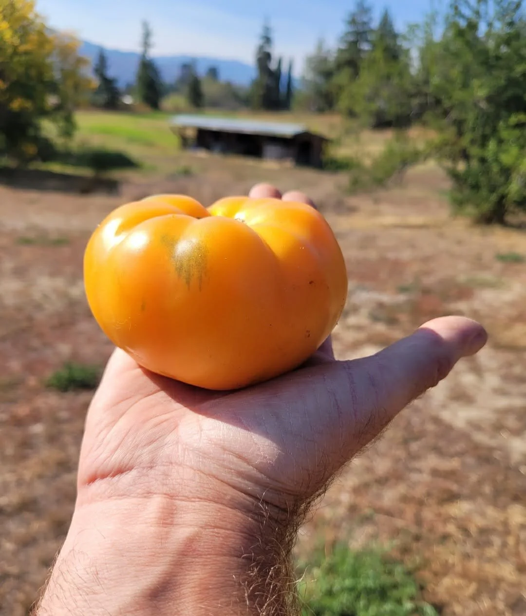Kellog's Breakfast Tomato