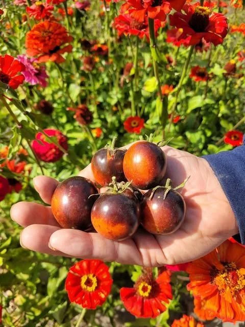 Indigo Rose Tomato.jpg