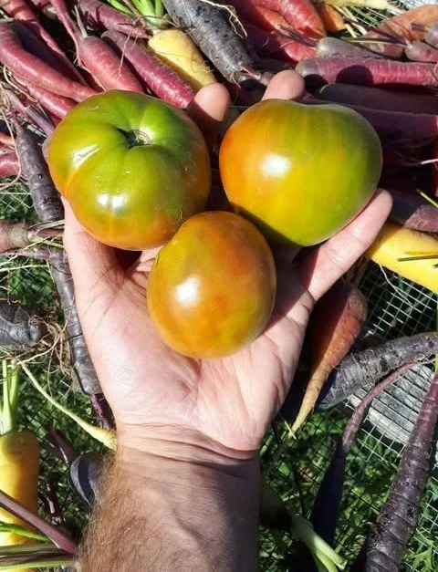 Everette's Rusty Ox Tomato.jpg