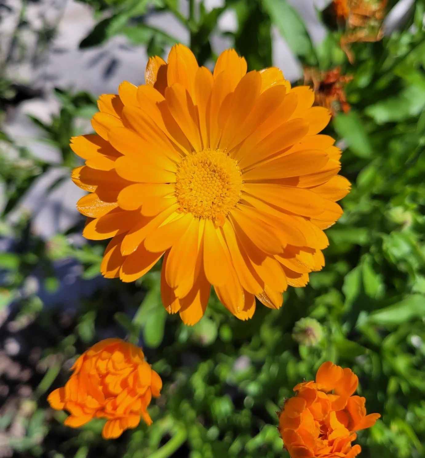 Calendula