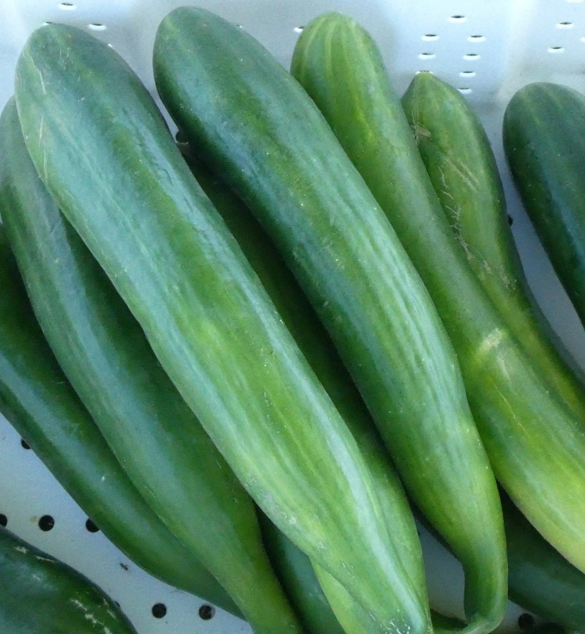 A close-up of several large green cucumbers on a display shelf.