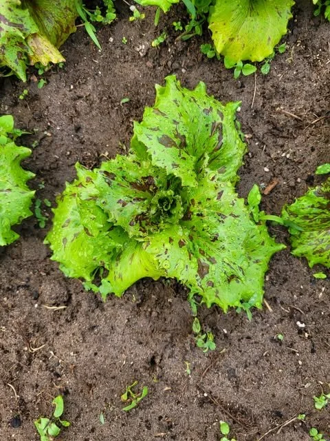 Jester Lettuce