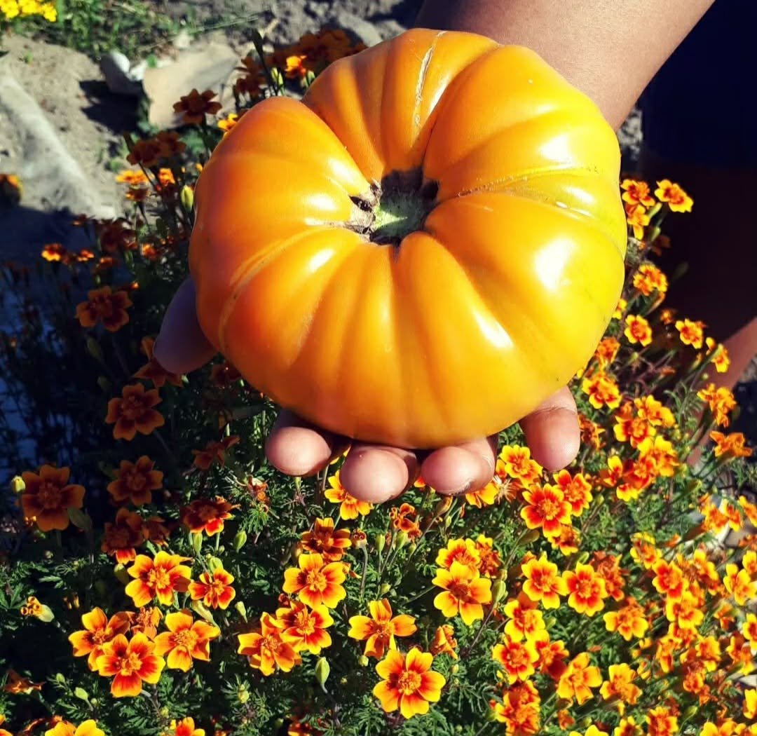 Golden Pineapple Tomato