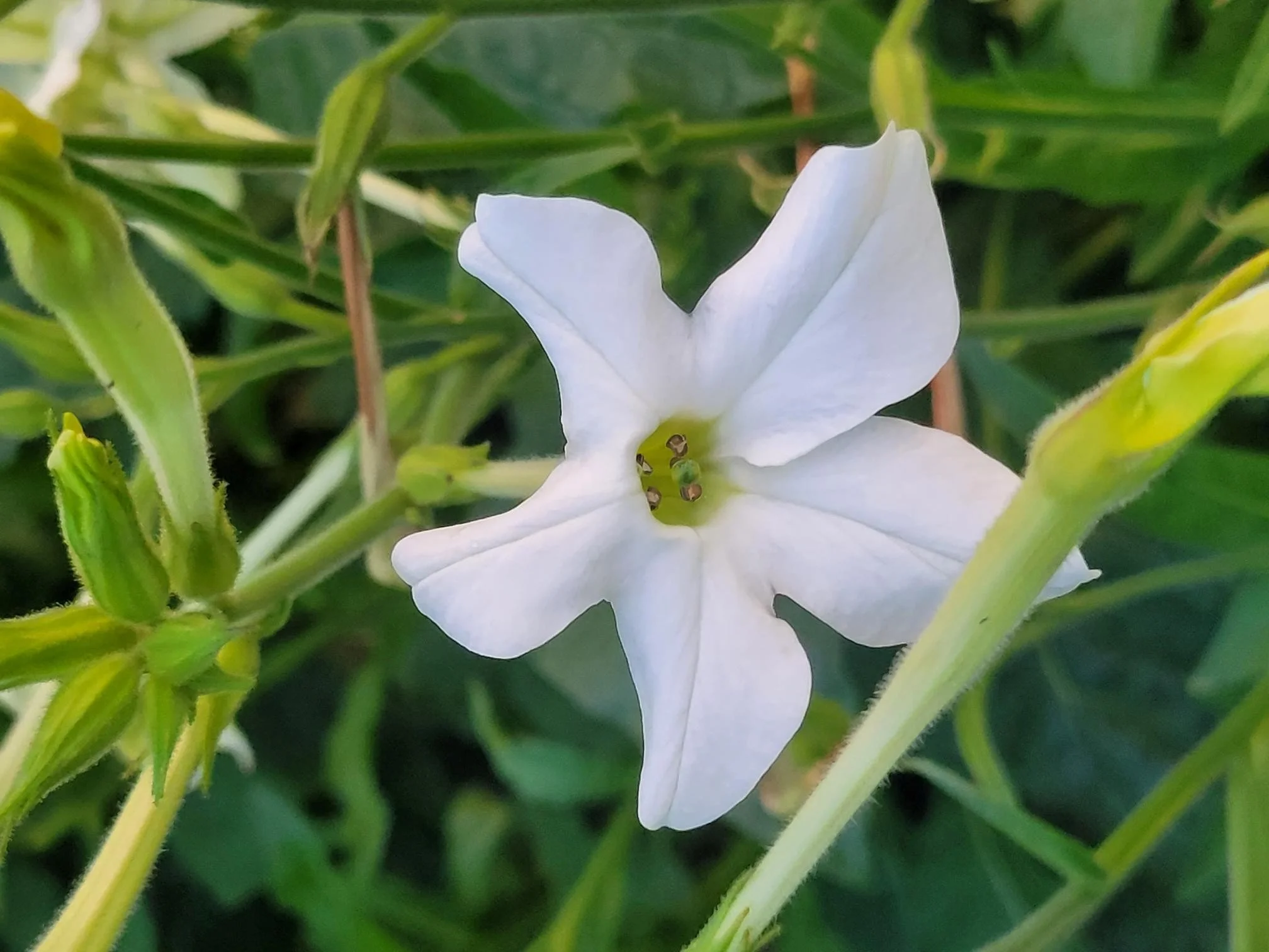 Jasmine Scented Tobacco