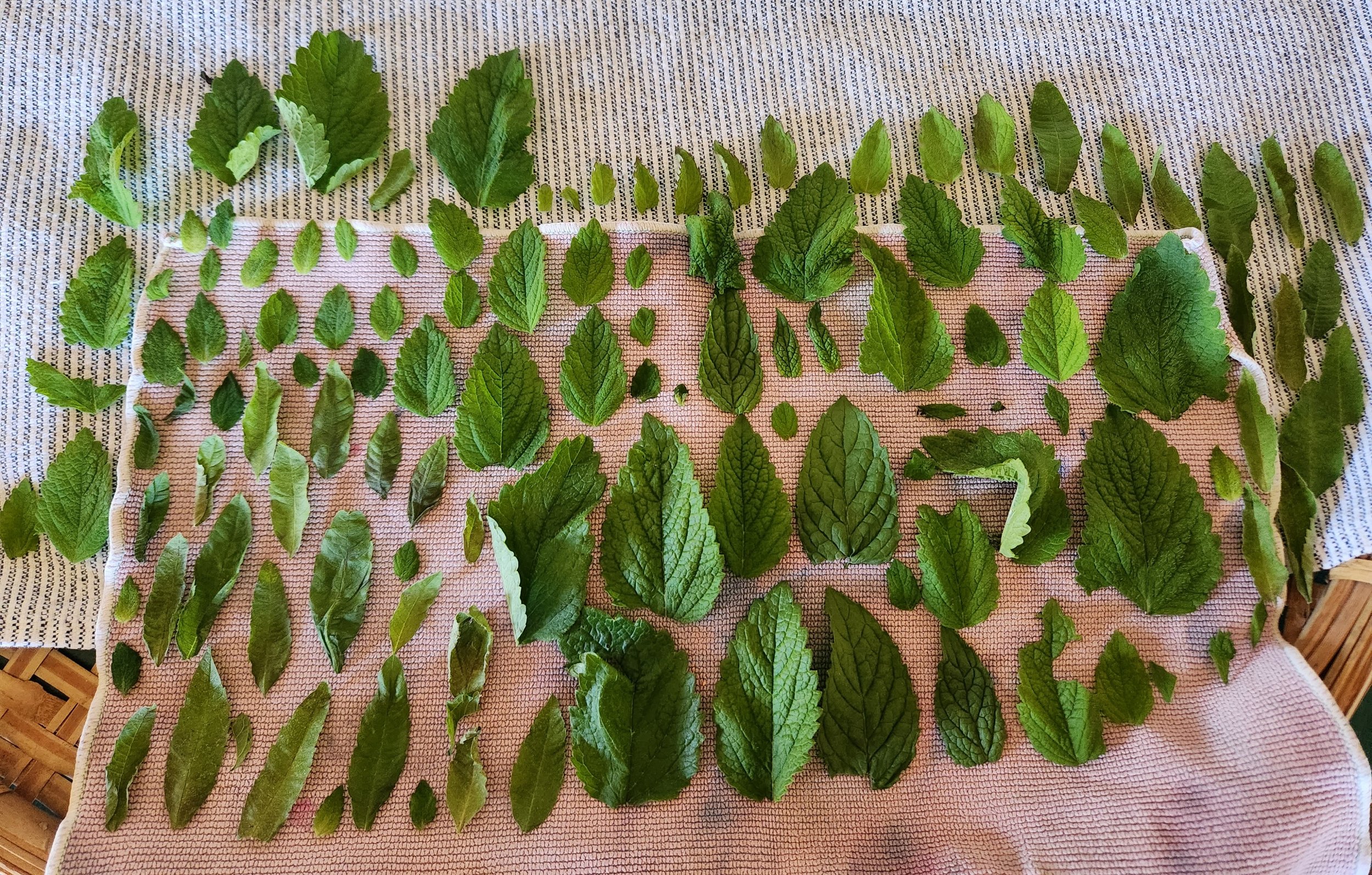 Green leaves laid out on a pink towel and a patterned cloth, drying in the sun.