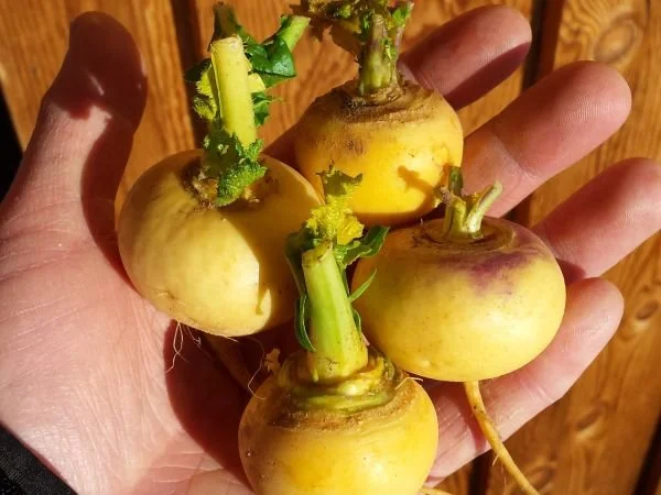 Petrowski Turnip