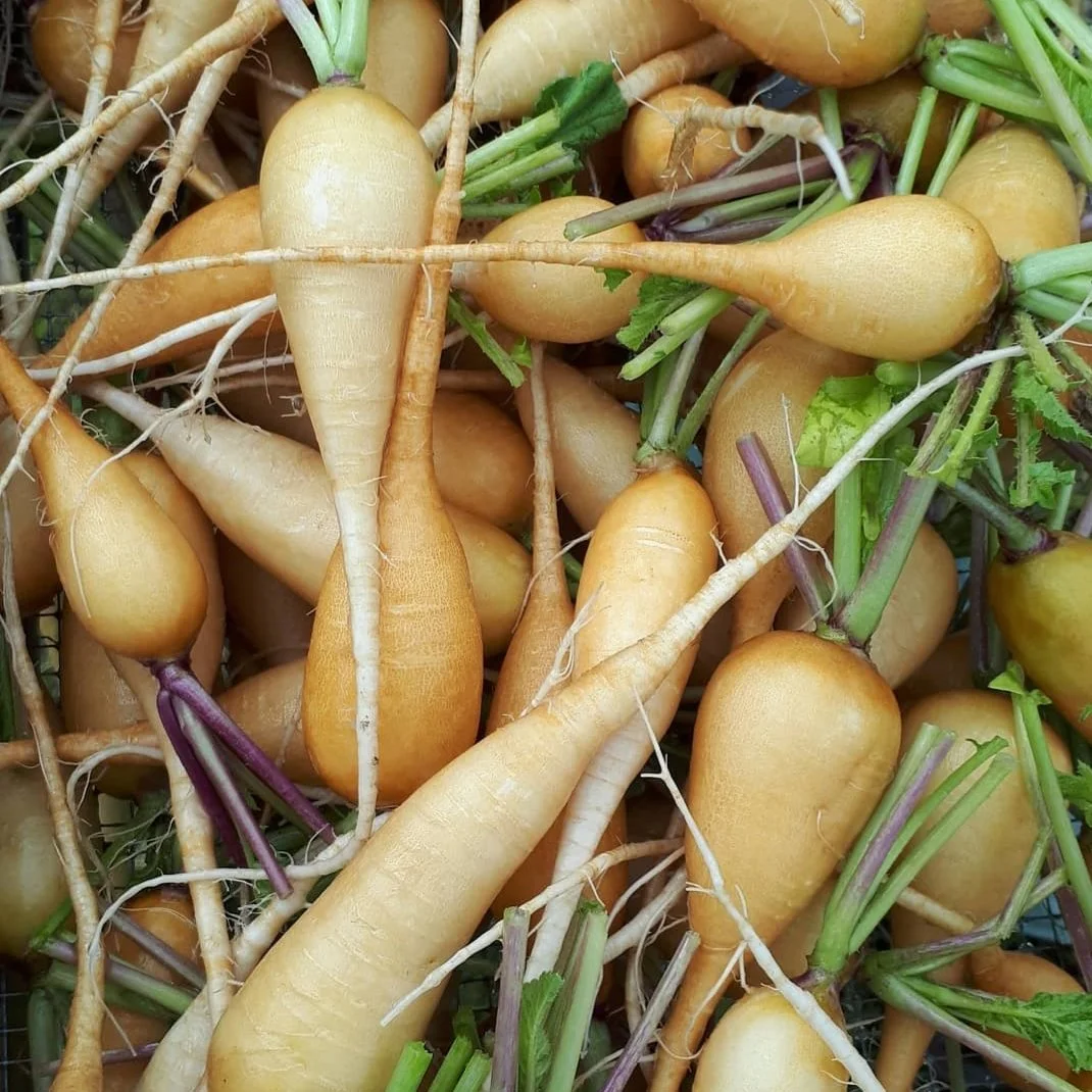Suncrisp Radish