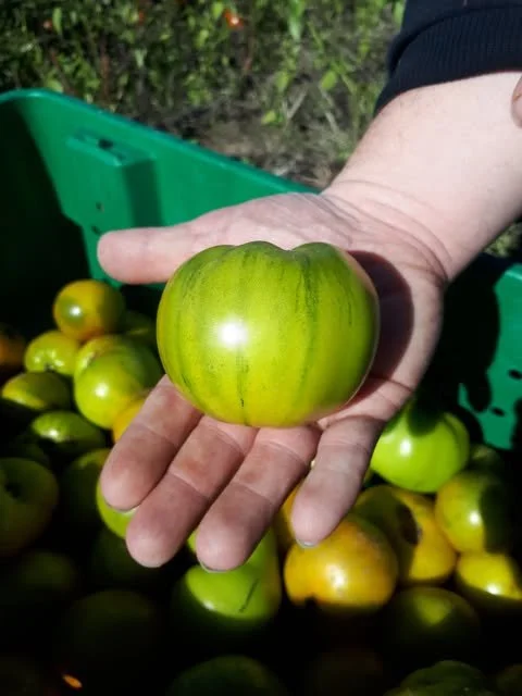 Lime Green Salad Tomato