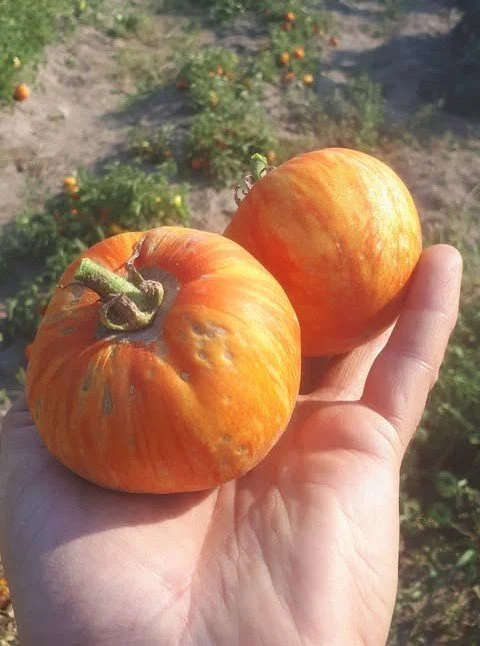 Furry Red Boar Tomato