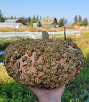 Galeux D'eysines Squash