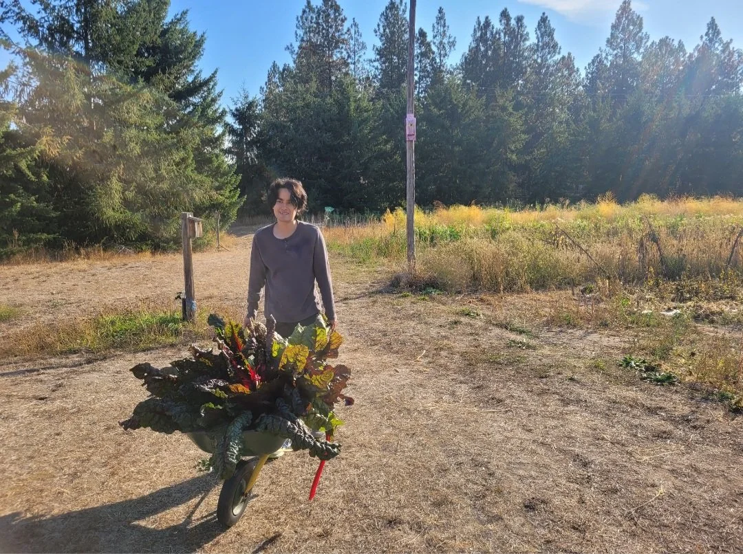 A person standing outdoors behind a wheelbarrow filled with large leafy vegetables, on a dirt path, surrounded by trees on a sunny day.