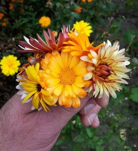 Mixed Calendula