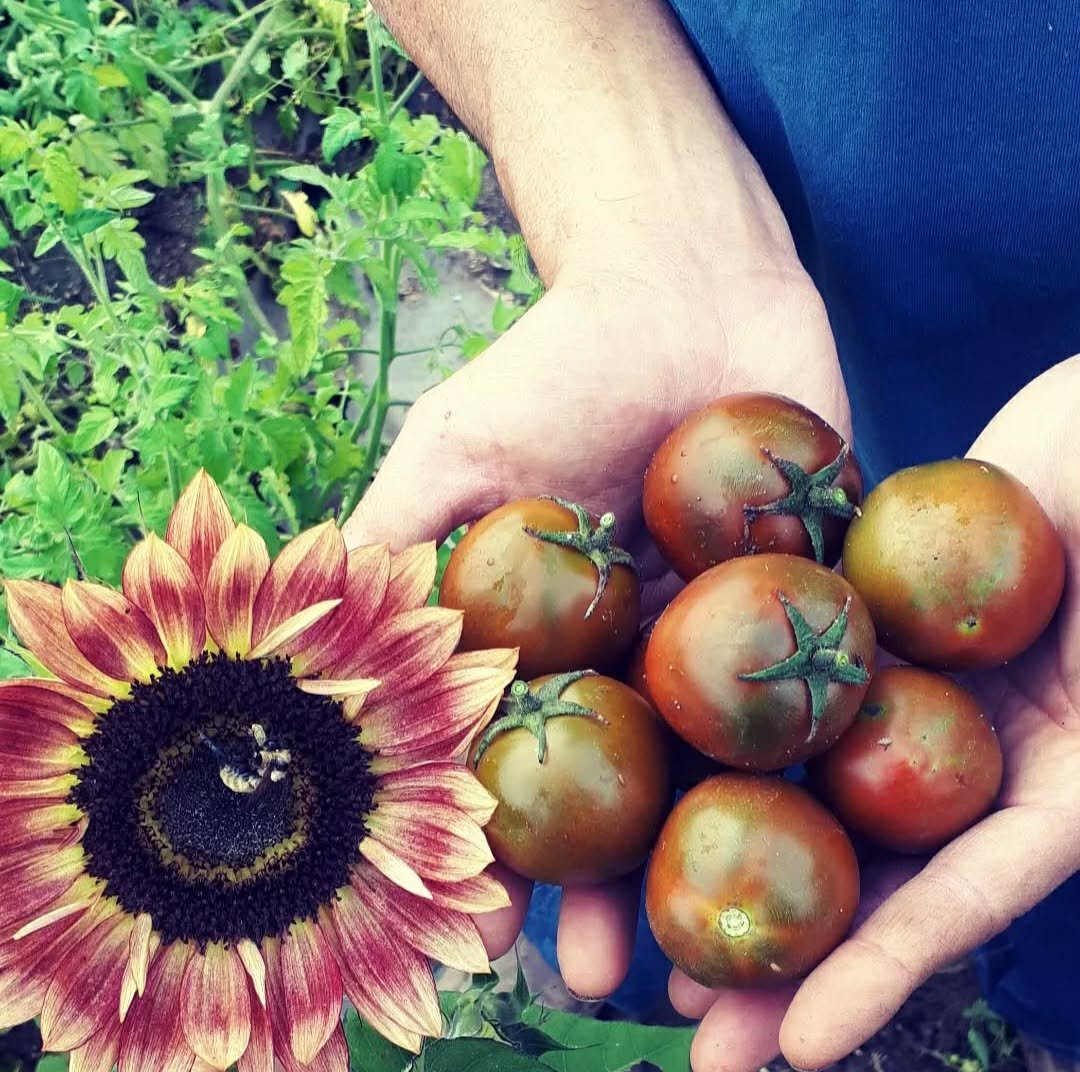 borgo dark tomato.jpg