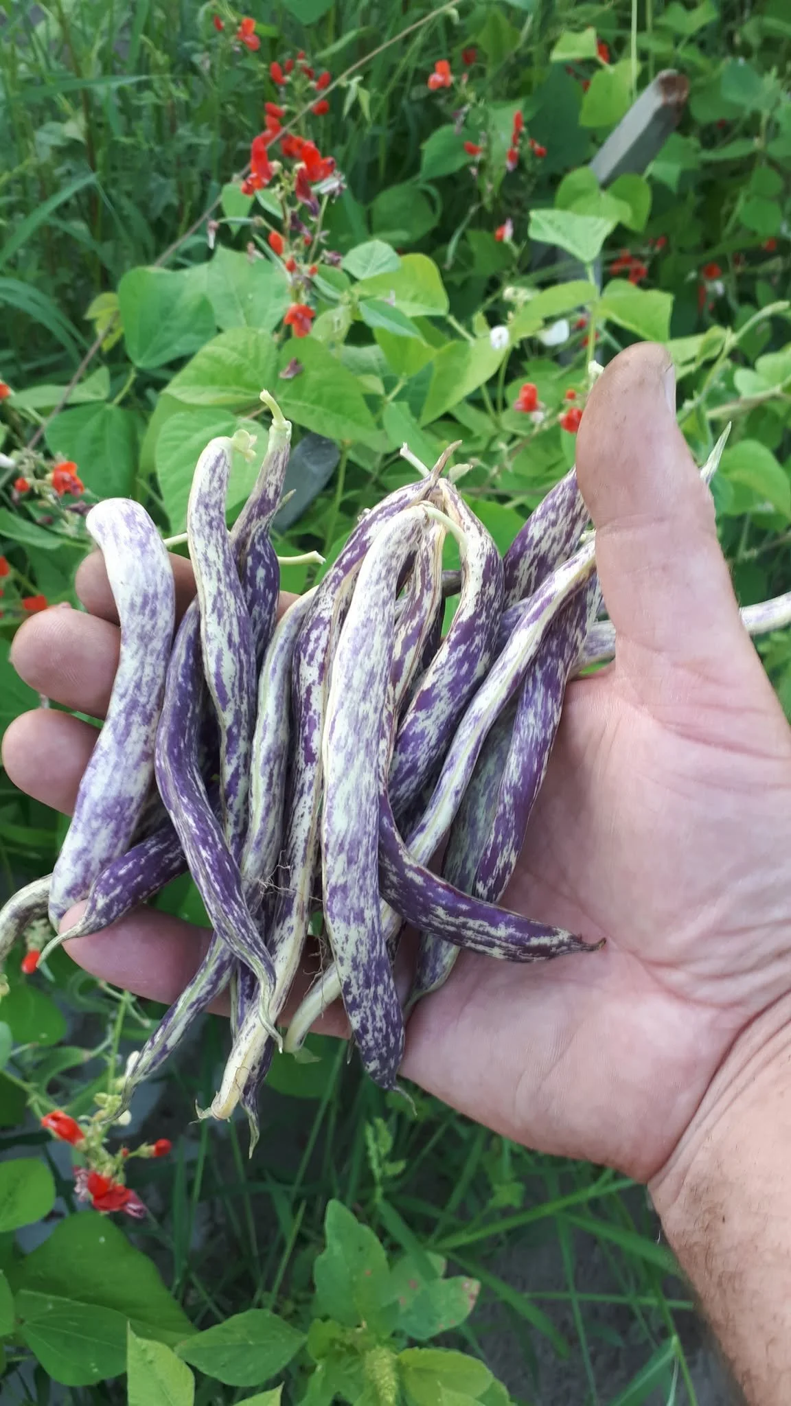 Dragon's Tongue Bean