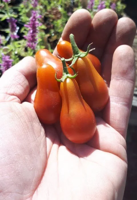 Chocolate Pear Tomato