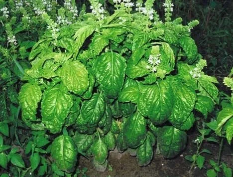 Basil — Large Leaf