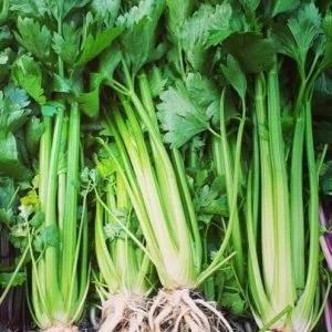 Tango Celery