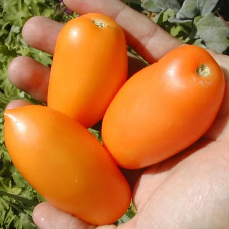 Orange Banana Tomato