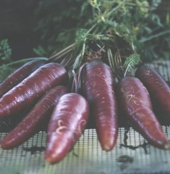Purple Dragon Carrot