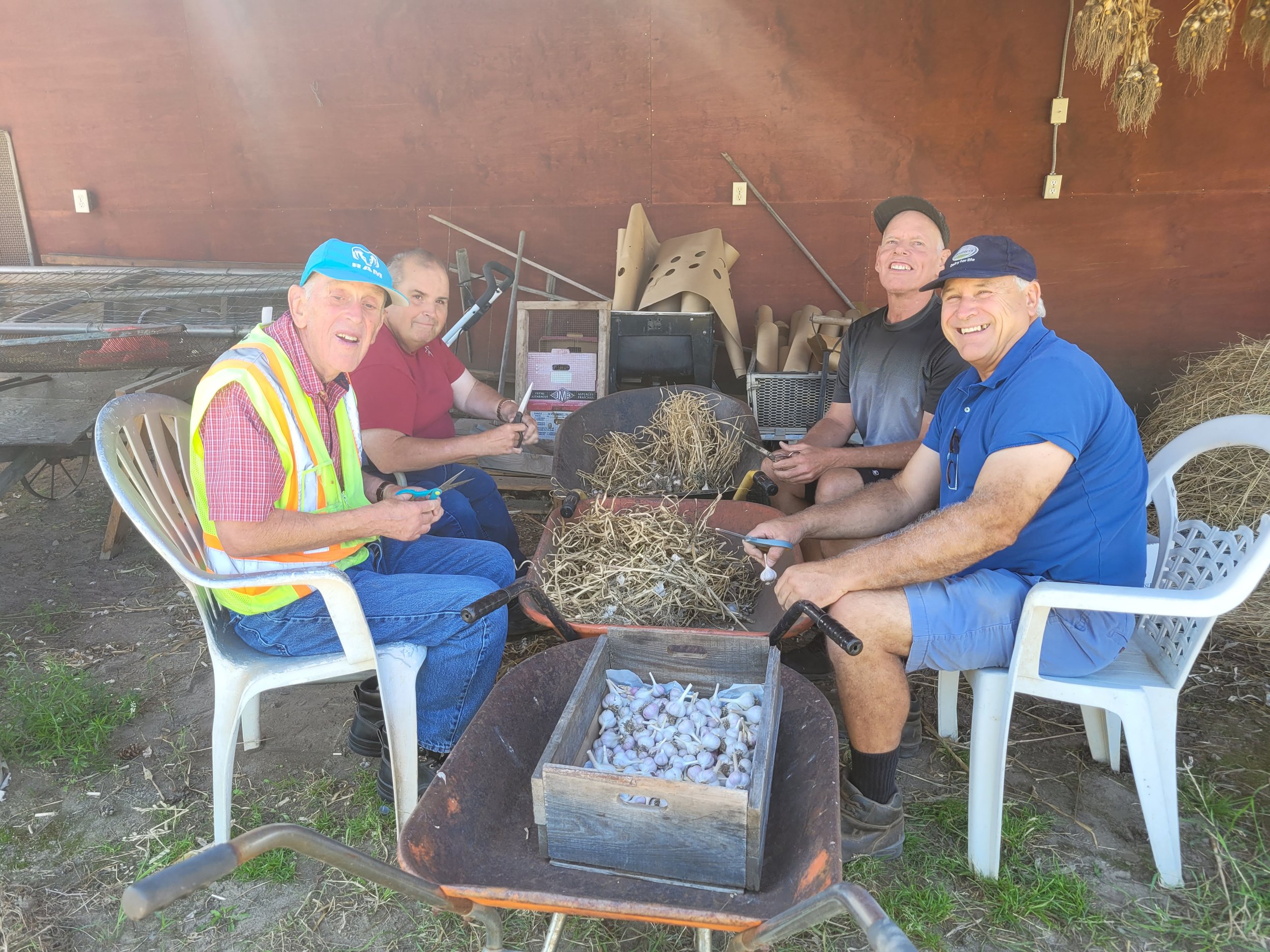 Four men sitting outdoors around a large bowl filled with garlic cloves, cleaning garlic, with garlic roots in the bowl. They are smiling and holding garlic cloves and tools, with various gardening tools and supplies behind them.