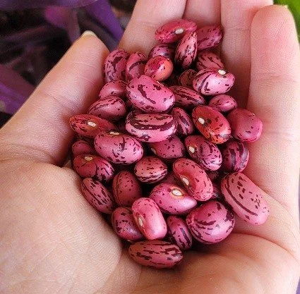 Vermont Cranberry Bean -2.jpg