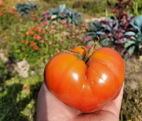 Mortgage Lifter Tomato