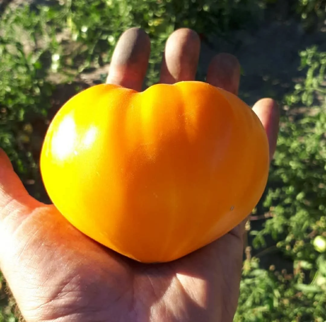 Orange Strawberry Tomato