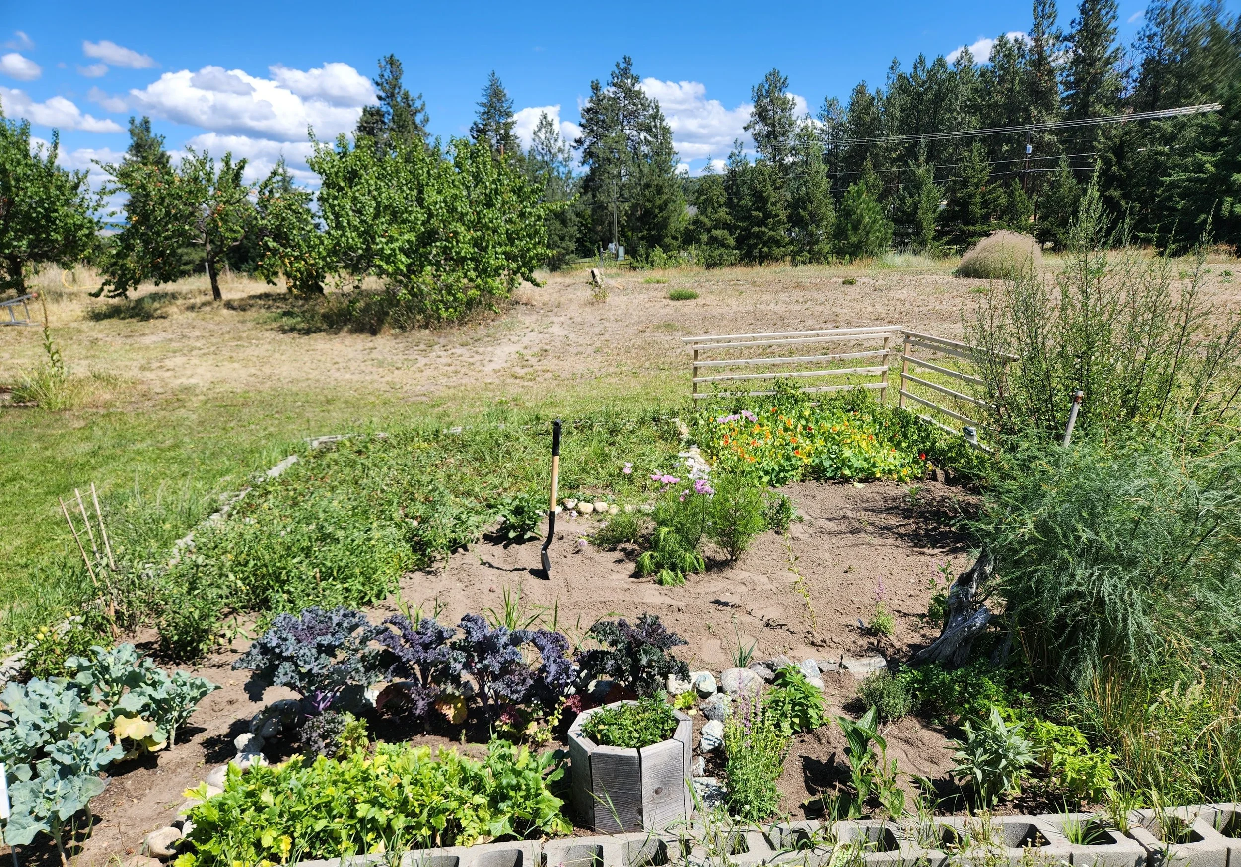 A garden with various plants, shrubs, and flowers, bordered by a row of bricks. Beyond the garden, there is a grassy area with trees, a clear blue sky with some clouds, and power lines in the background.