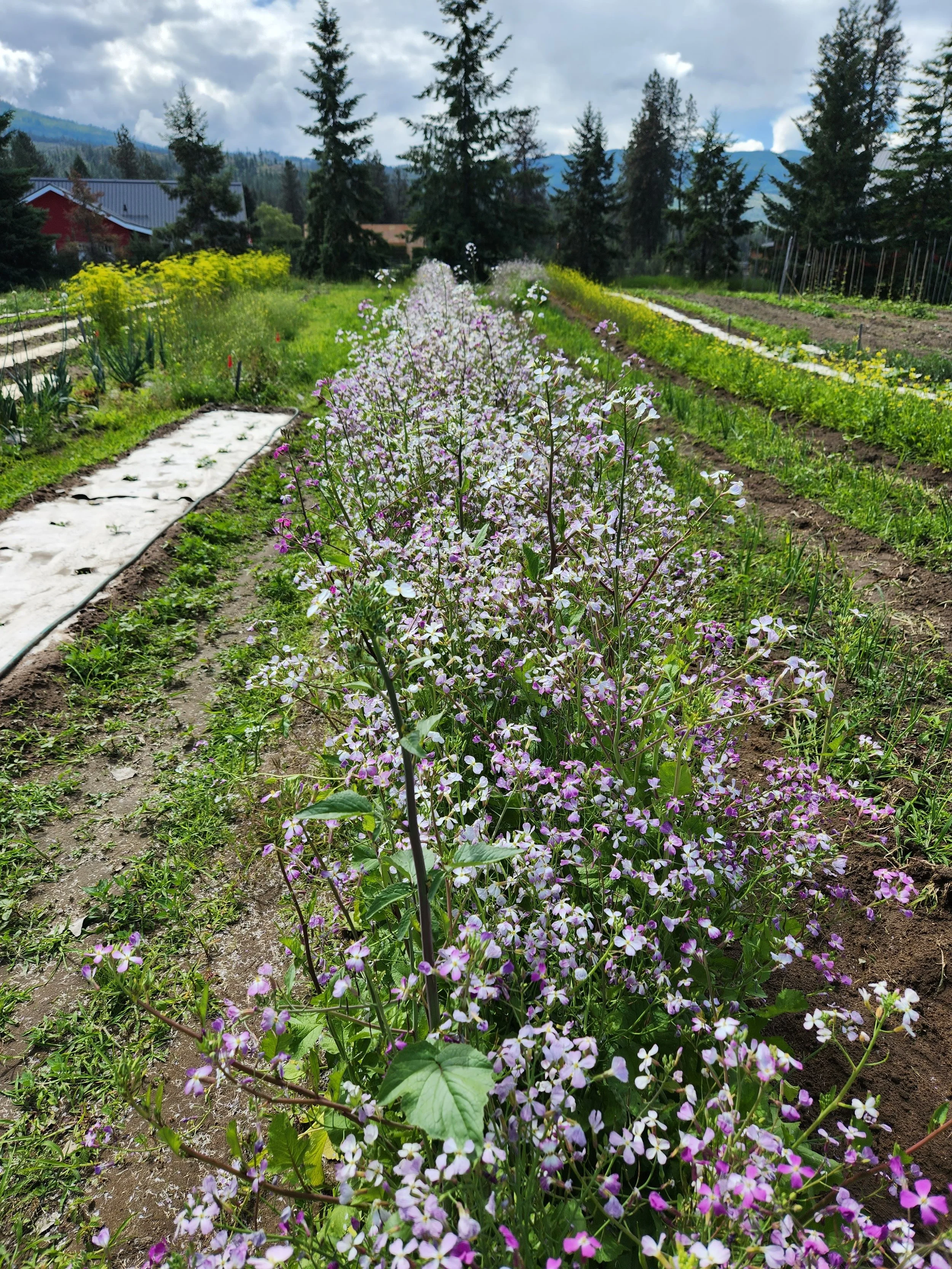 A vibrant garden with rows of purple and white flowers, with lush green trees and mountains in the background, under a partly cloudy sky.