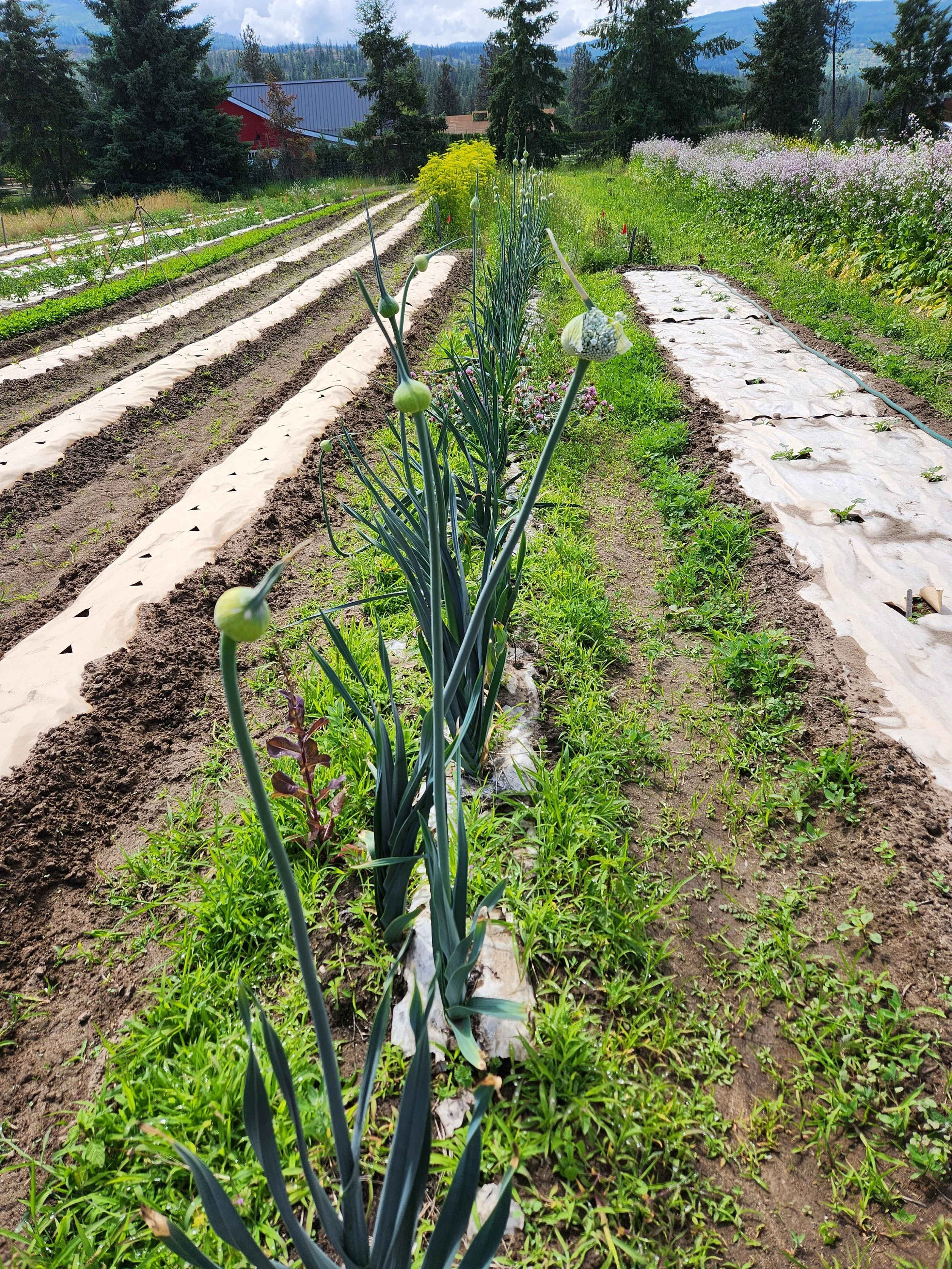 Rows of green onion plants growing in a garden, with plastic mulch coverings on the soil, surrounded by trees and a mountain landscape in the background.