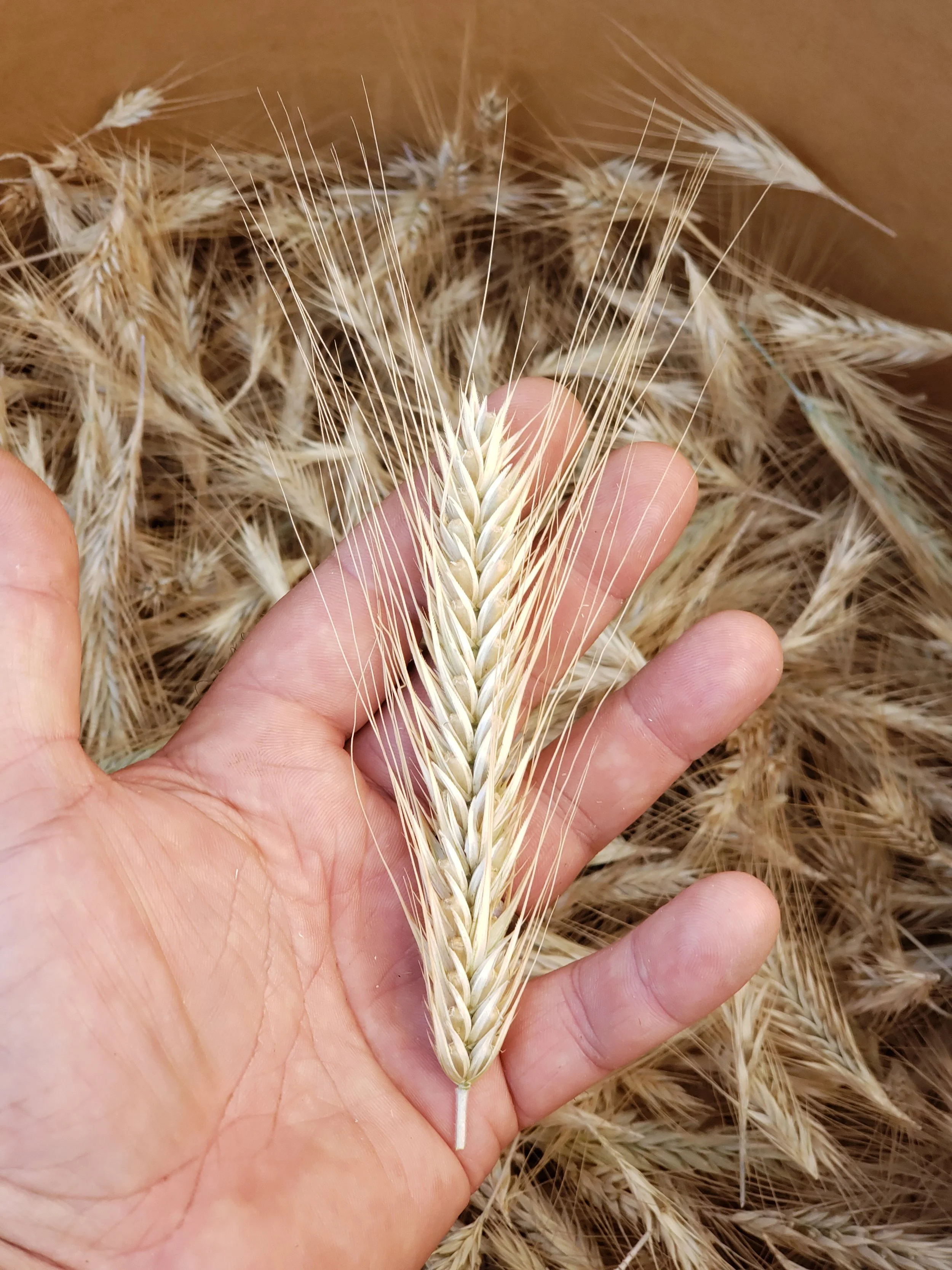 Close-up of a hand holding a wheat stalk with golden wheat in the background.