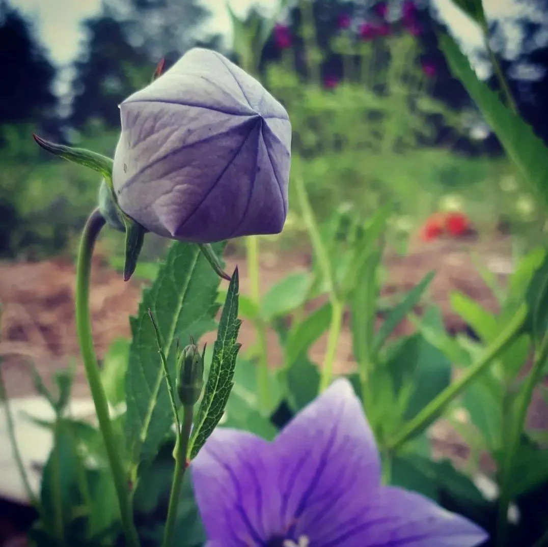 Balloon Flower-1.jpg