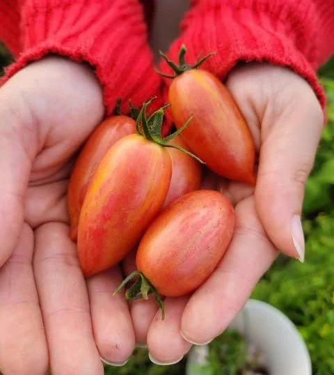 Maglia Rosa Tomato.jpg