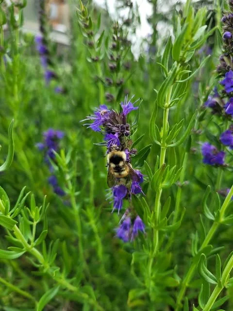 Blue Hyssop
