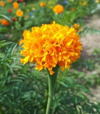 Marigold