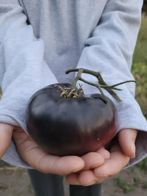 Black Beauty Tomato