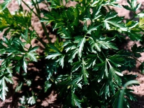 Italian Parsley
