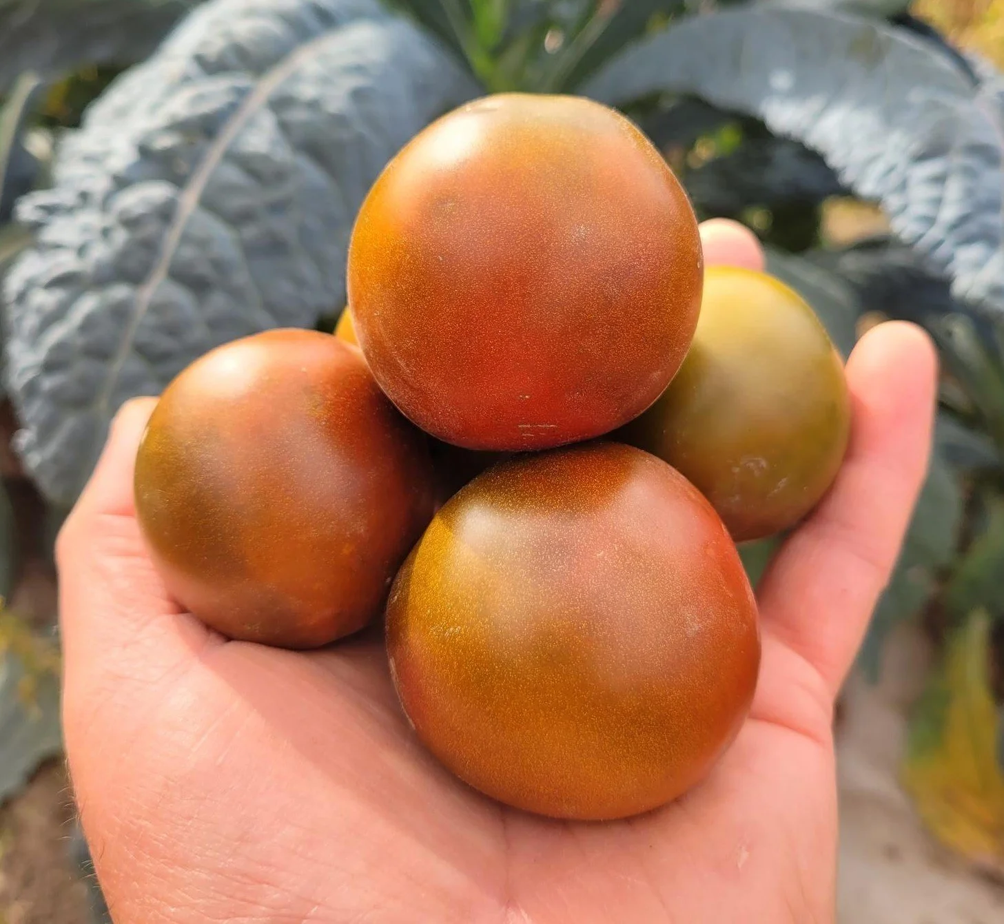 Black Russian Tomato