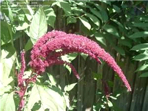 Red Amaranth