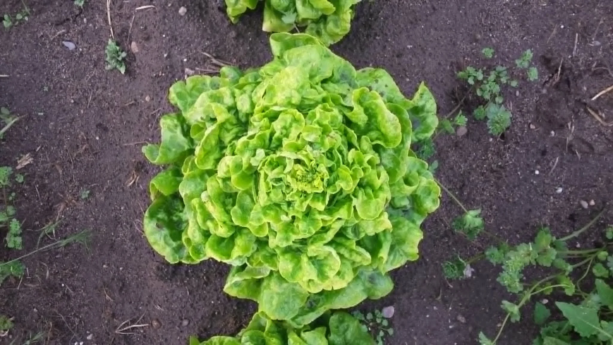 Swiss Butter Lettuce